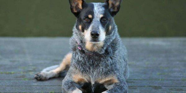 如何养一只聪明乖巧的澳大利亚牧牛犬，这几点要做到