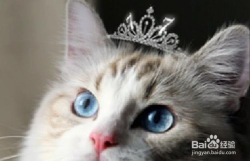 对猫过敏的症状