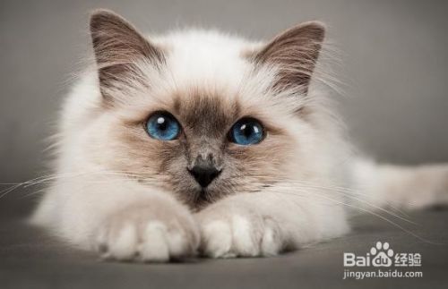 对猫过敏的症状