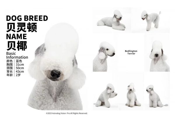 专业宠物模卡合集·狗模特3