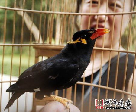 市民家养宠物鹩哥能背诗唱歌(图)