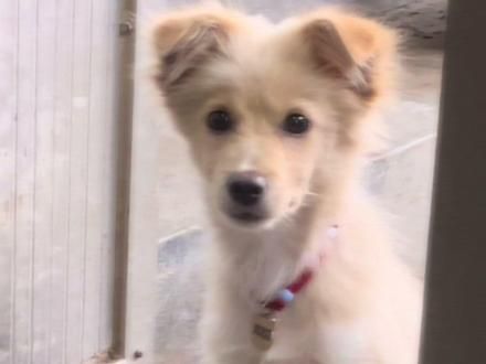 狗大十八变#狗泡泡#中华田园犬