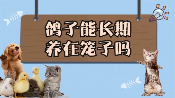 鸽子能长期养在笼子吗 能长期把鸽子养在笼子吗