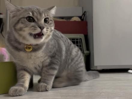 还是小猫的时候#小猫日记 #记录猫咪日常 #我和我的猫 #猫咪 #萌宠出道计划
