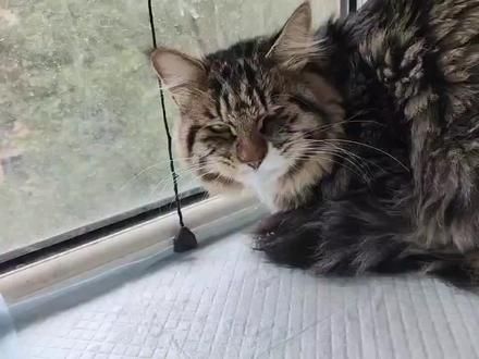 今天是小咪确认猫瘟的第五天,听别人说,只要熬过了七天,就会慢慢好起来。#猫瘟 #猫瘟日记