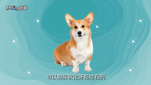狗狗牙石如何清除？