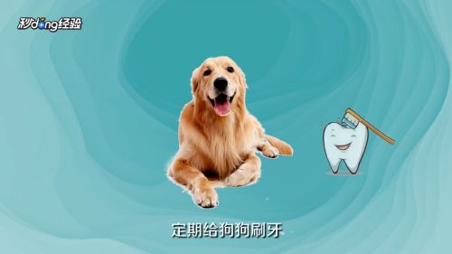 狗狗牙石如何清除？