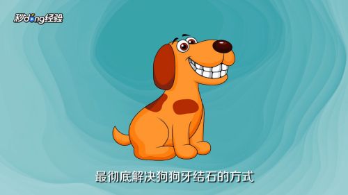 狗狗牙石如何清除？