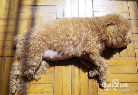 狗狗怀孕后吃什么好？