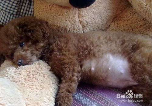 狗狗怀孕后吃什么好？