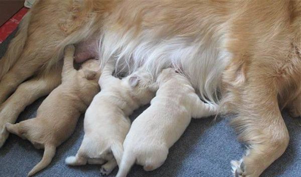 狗狗怀孕期间饮食指南（合理搭配食物确保母犬和胎儿健康）