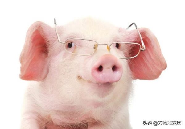 养猫养狗又养猪，养一只宠物猪是怎样的体验？