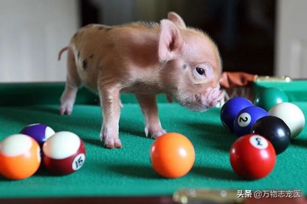 养猫养狗又养猪，养一只宠物猪是怎样的体验？