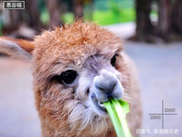 现在的人们连羊驼都要当宠物，原来神兽也有萌萌的一面！