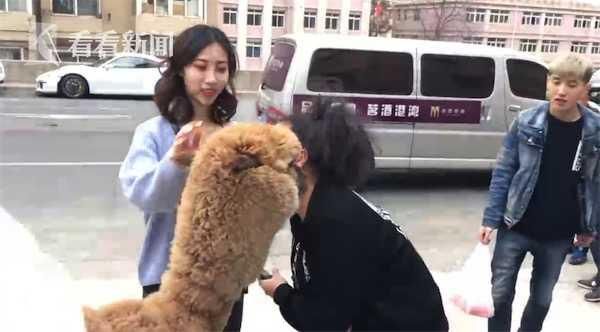 别人家的宠物！“网红神兽”羊驼逛大街 样子呆萌还通人性