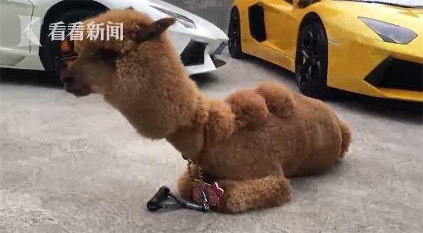 别人家的宠物！“网红神兽”羊驼逛大街 样子呆萌还通人性