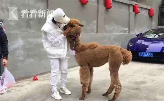 别人家的宠物！“网红神兽”羊驼逛大街 样子呆萌还通人性