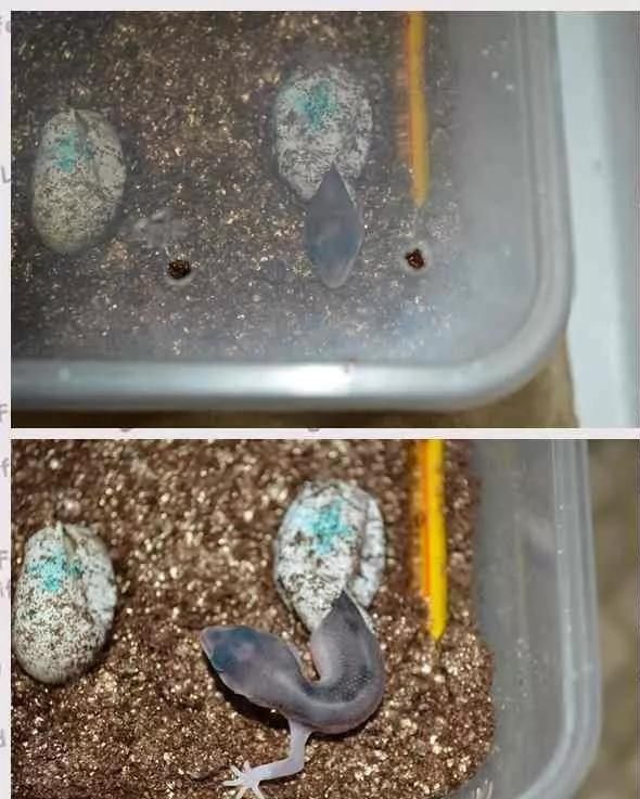 如何繁殖豹纹守宫，教你了解豹纹守宫的繁殖秘密