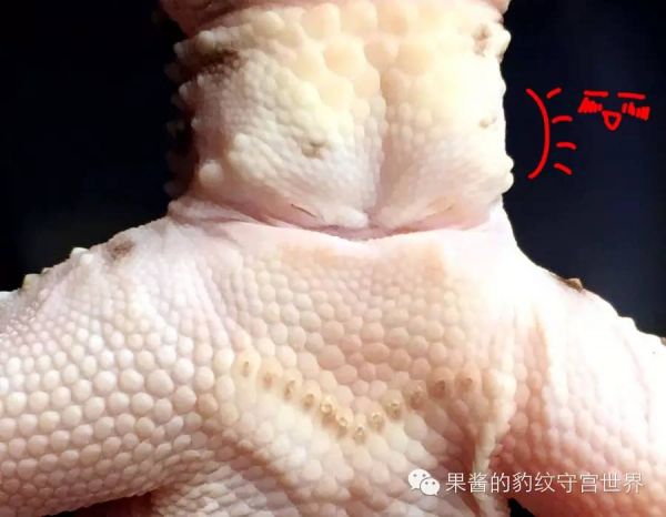 豹纹守宫怎么分公母(守宫公母判断方法图解)