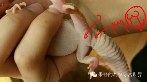 豹纹守宫怎么分公母(守宫公母判断方法图解)