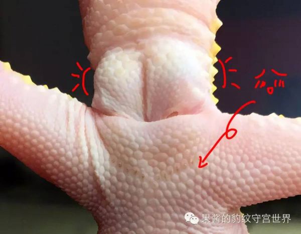 豹纹守宫怎么分公母(守宫公母判断方法图解)