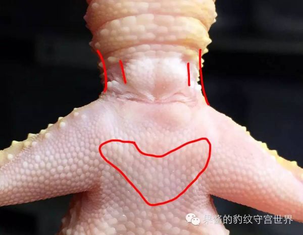豹纹守宫怎么分公母(守宫公母判断方法图解)