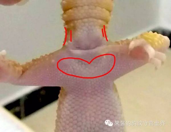 豹纹守宫怎么分公母(守宫公母判断方法图解)