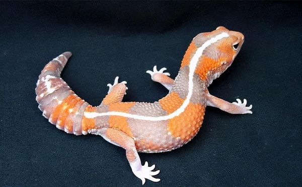 豹纹守宫