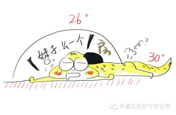 豹纹守宫饲养温度要求（豹纹守宫加温注意事项）