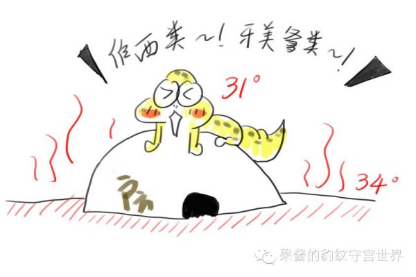 豹纹守宫饲养温度要求（豹纹守宫加温注意事项）