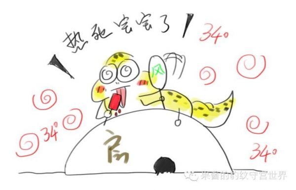 豹纹守宫饲养温度要求（豹纹守宫加温注意事项）