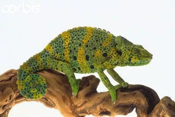 宠物变色龙