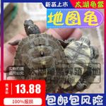 外塘深水龟观赏龟小地图乌龟密西西比黑瘤爆刺地图龟苗乌龟批发