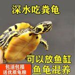 深水吃粪龟乌龟活物草龟淡水观赏龟鱼龟混养水质净化吃鱼屎的王八