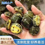 黄耳龟深水家养冷水乌龟活物长寿龟小甜甜圈清洁龟观赏小宠物批发