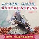 地图龟深水龟观赏小乌龟小宠物密西西比地图龟黑瘤地图龟