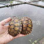 3-18厘米大小巴西龟活体巴西苗观赏龟宠物批发乌龟活体红耳巴西龟