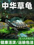 中华草龟活体小乌龟宠物观赏龟金线龟好养耐活长寿龟活物草龟苗