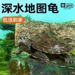 地图小乌龟宠物观赏龟火焰龟水龟活物黑瘤地图深水招财小乌龟龟苗