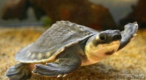 怎样养好一只龟？宠物小乌龟的饲养方法