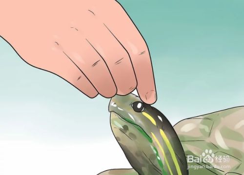 如何抚摸和照顾宠物乌龟