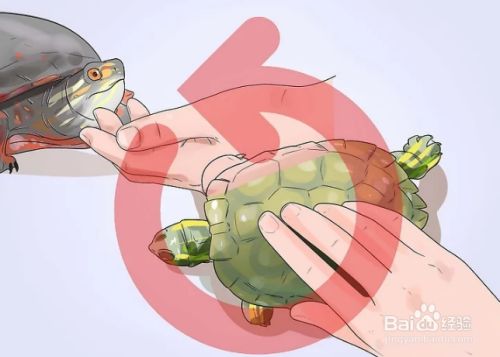 如何抚摸和照顾宠物乌龟