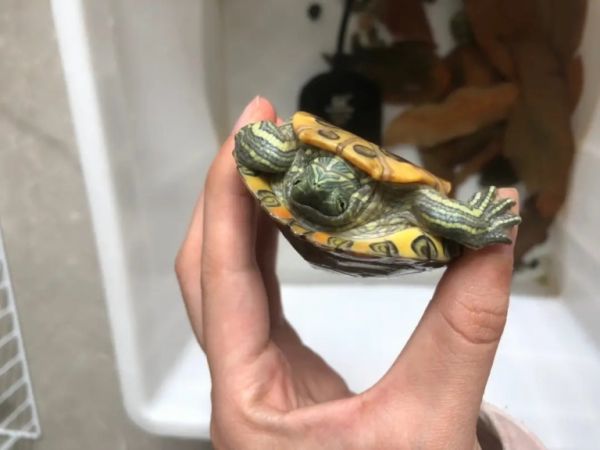 乌龟为什么突然不吃龟粮了？常见原因分析与应对方法分享