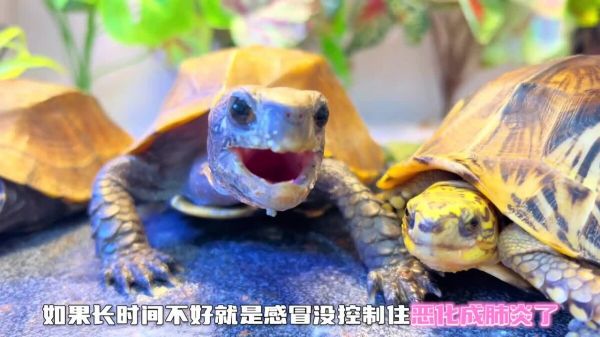 乌龟感冒肺炎如何处理?新手养龟必看