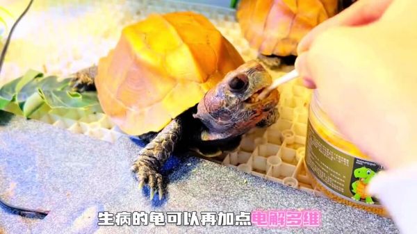 乌龟感冒肺炎如何处理?新手养龟必看