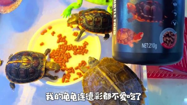 乌龟发色粮推荐与对比评测,谈谈我最爱的两款发色粮!