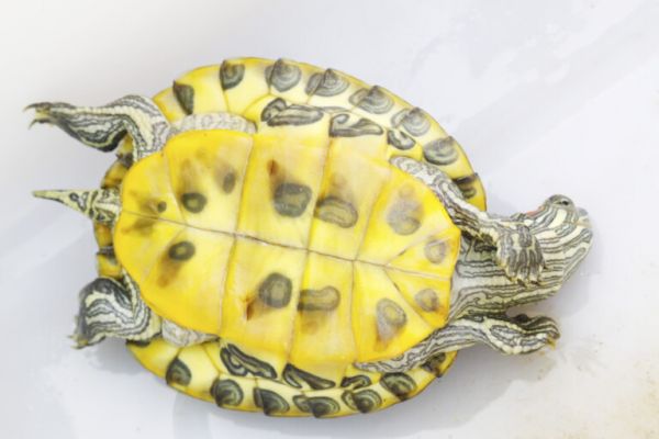 如何分辨乌龟是雄性还是雌性?8种方法帮你简单辨别