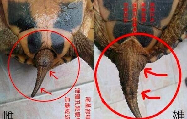 乌龟怎么分公母图解(乌龟公母的8种区分方法)
