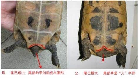 乌龟怎么分公母图解(乌龟公母的8种区分方法)