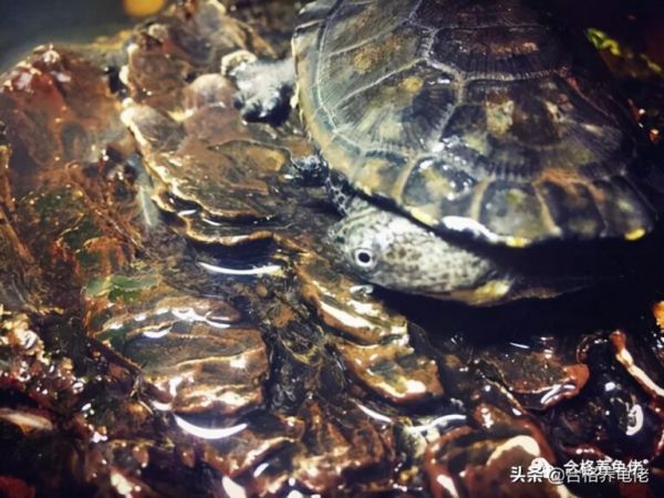 你的龟,还能陪你多久啊